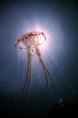 Jelly in Sun - James Wright - Mega to Macro - 2nd Place